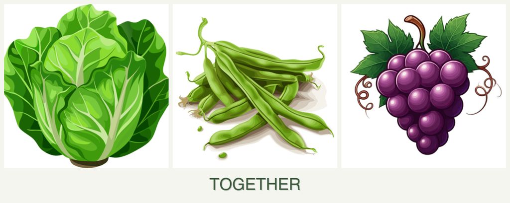 Can you plant lettuce, beans and grapes together?