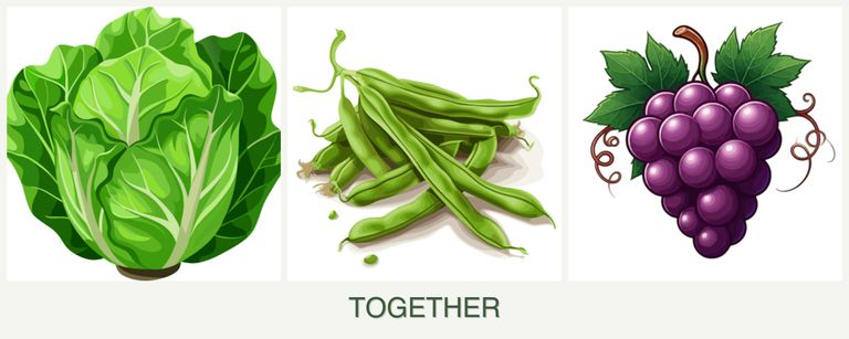 Can you plant lettuce, beans and grapes together?