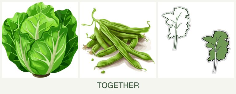 Can you plant lettuce, beans and kale together?