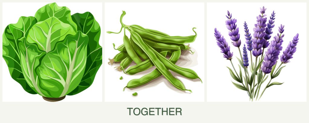 Can you plant lettuce, beans and lavender together?