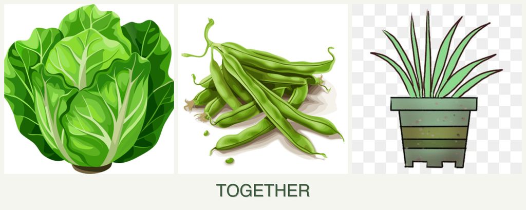 Can you plant lettuce, beans and lemongrass together?