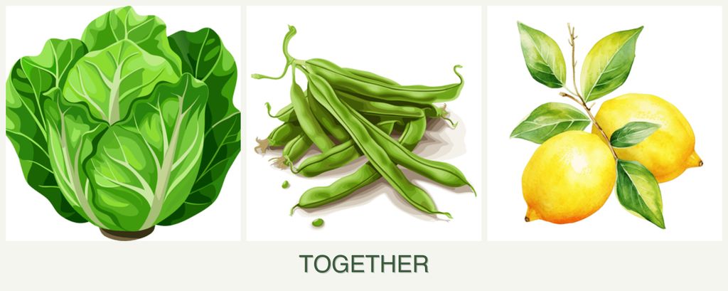Can you plant lettuce, beans and lemons together?