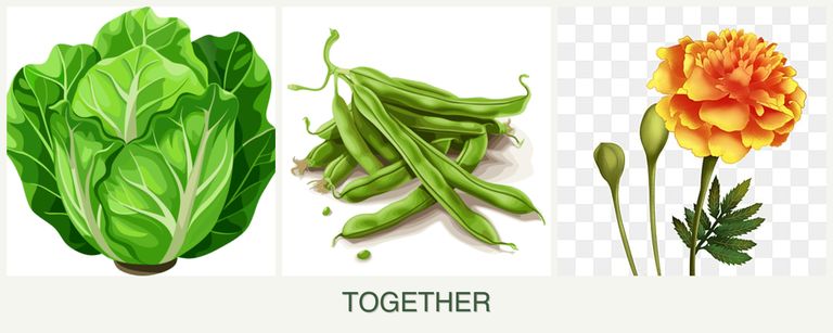 Can you plant lettuce, beans and marigolds together?