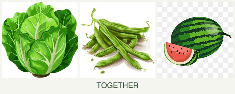 Can you plant lettuce, beans and melons together?