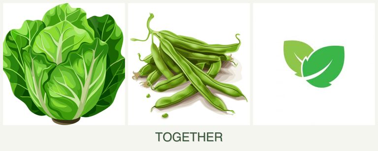 Can you plant lettuce, beans and mint together?
