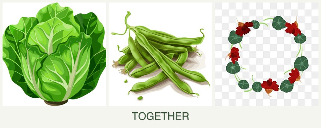 Can you plant lettuce, beans and nasturtiums together?