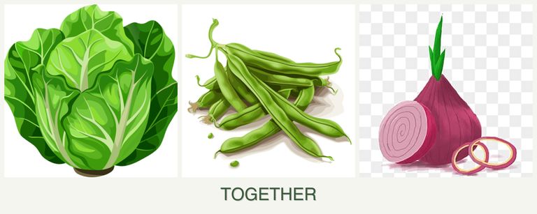 Can you plant lettuce, beans and onions together?