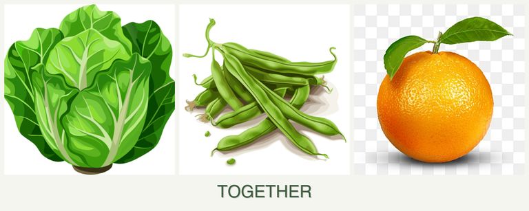 Can you plant lettuce, beans and oranges together?