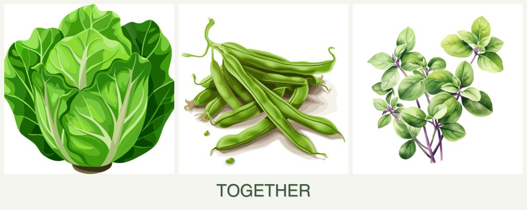 Can you plant lettuce, beans and oregano together?