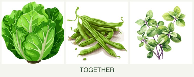 Can you plant lettuce, beans and oregano together?