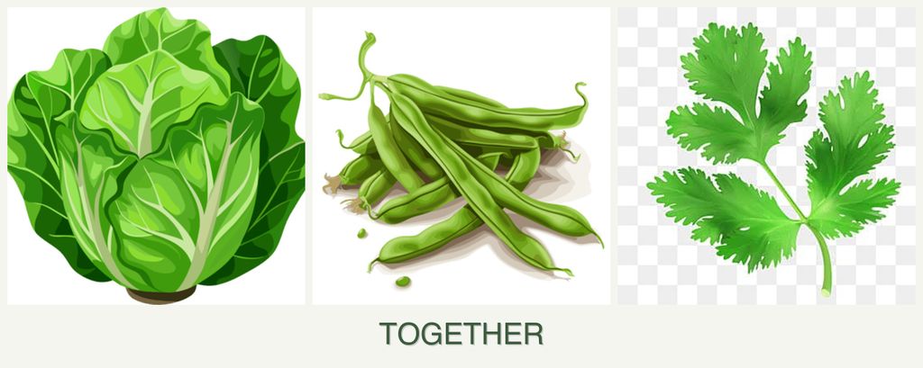 Can you plant lettuce, beans and parsley together?