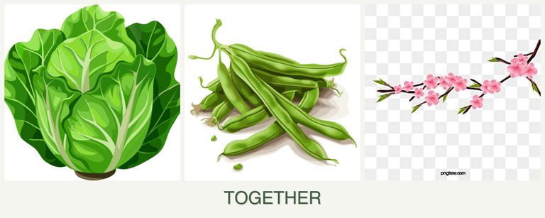 Can you plant lettuce, beans and peaches together?