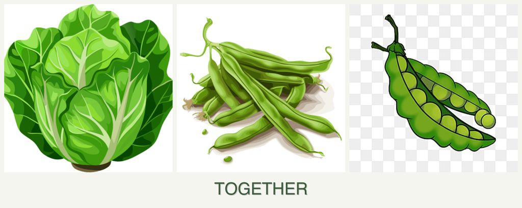 Can you plant lettuce, beans and peas together?
