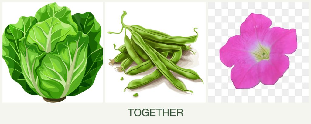 Can you plant lettuce, beans and petunias together?