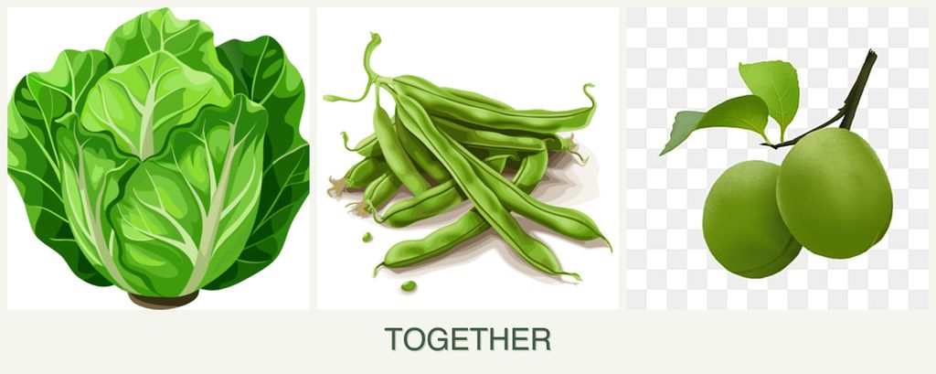 Can you plant lettuce, beans and plums together?