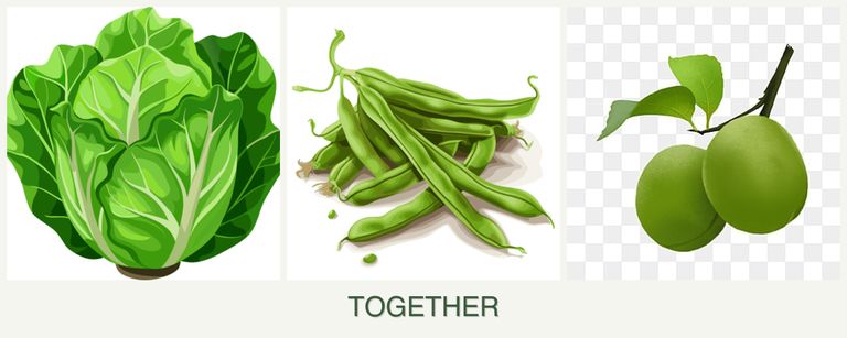 Can you plant lettuce, beans and plums together?