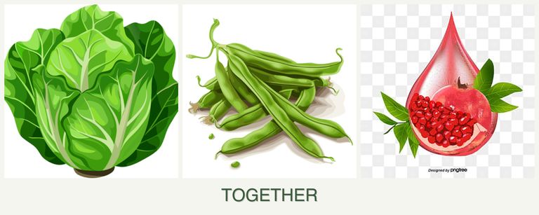 Can you plant lettuce, beans and pomegranates together?