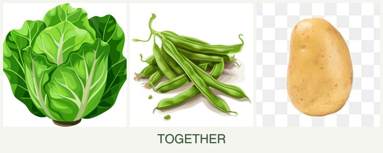 Can you plant lettuce, beans and potatoes together?