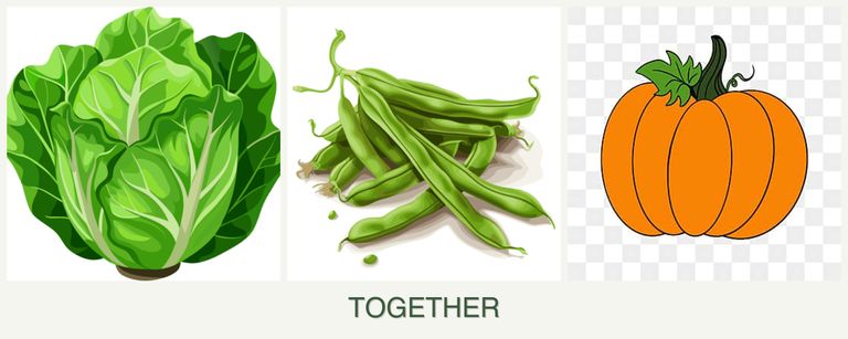 Can you plant lettuce, beans and pumpkin together?
