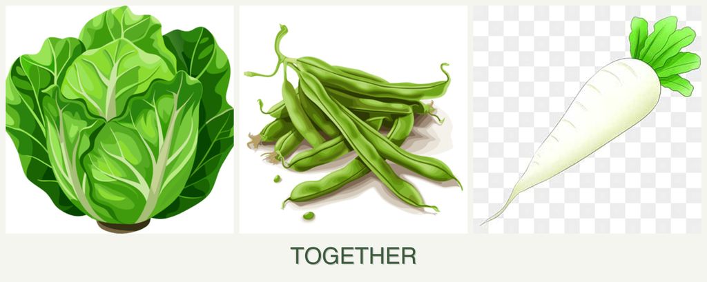 Can you plant lettuce, beans and radishes together?
