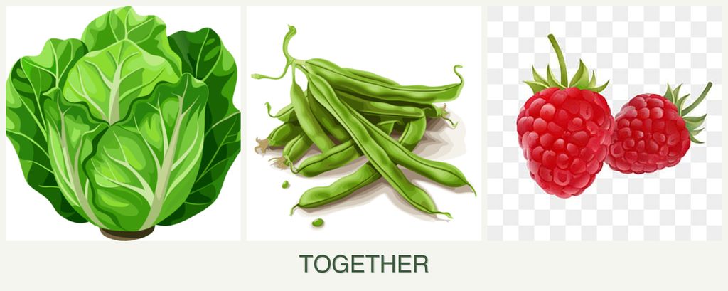 Can you plant lettuce, beans and raspberries together?