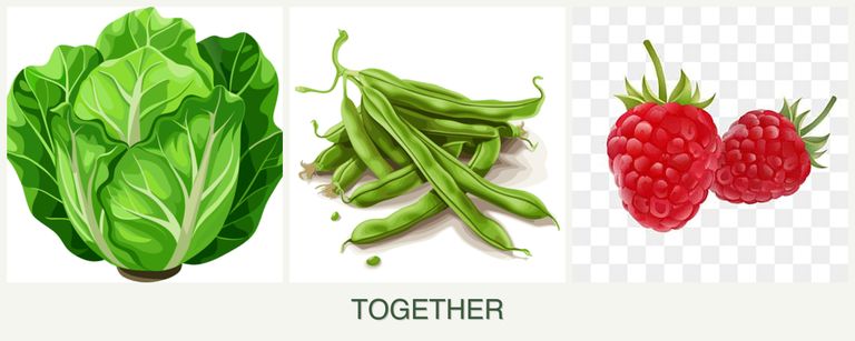 Can you plant lettuce, beans and raspberries together?