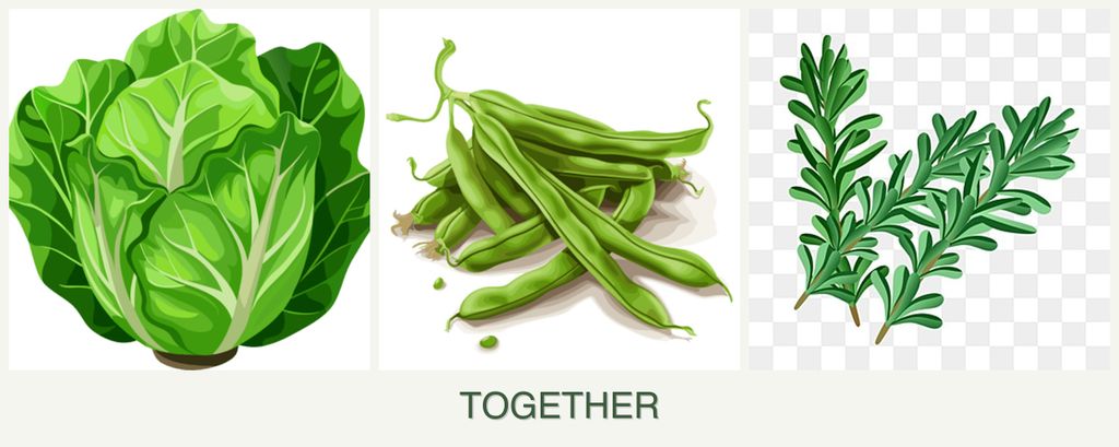 Can you plant lettuce, beans and rosemary together?
