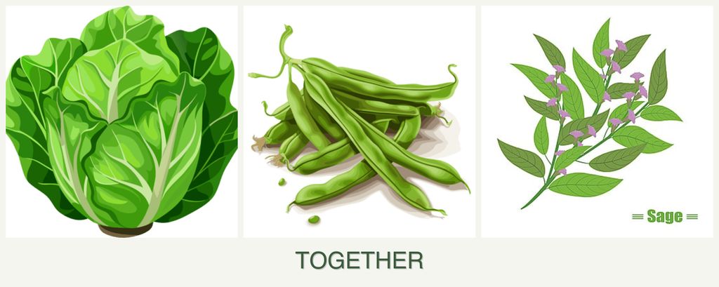 Can you plant lettuce, beans and sage together?