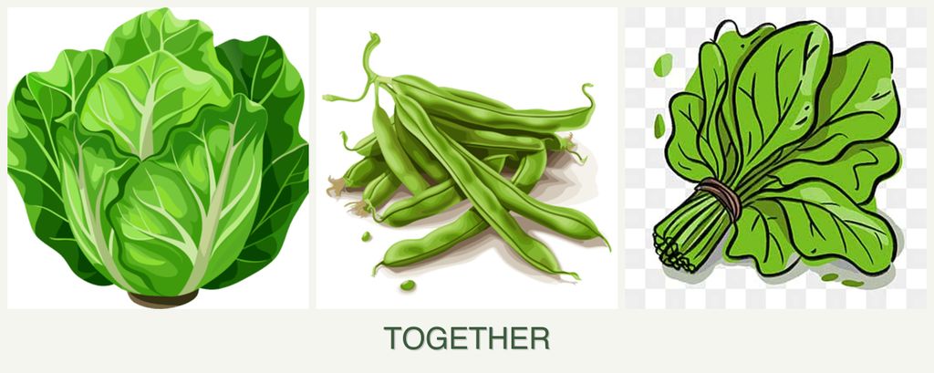 Can you plant lettuce, beans and spinach together?