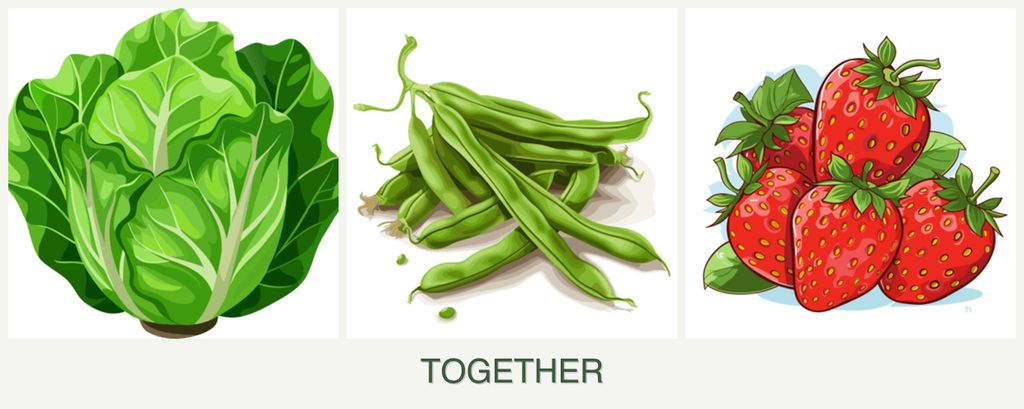 Can you plant lettuce, beans and strawberries together?