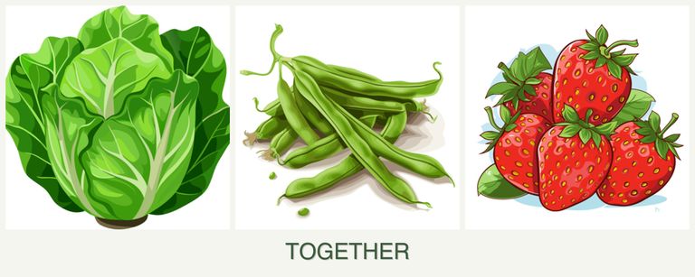 Can you plant lettuce, beans and strawberries together?