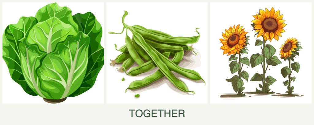 Can you plant lettuce, beans and sunflowers together?