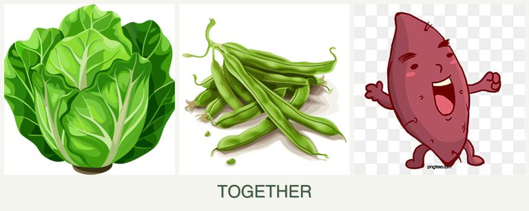 Can you plant lettuce, beans and sweet potatoes together?
