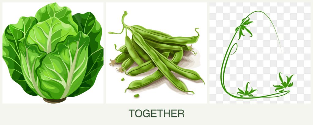Can you plant lettuce, beans and tarragon together?