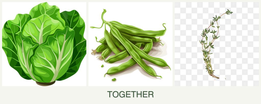 Can you plant lettuce, beans and thyme together?