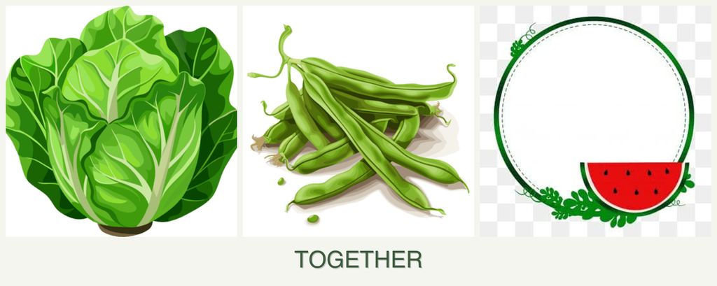 Can you plant lettuce, beans and watermelons together?