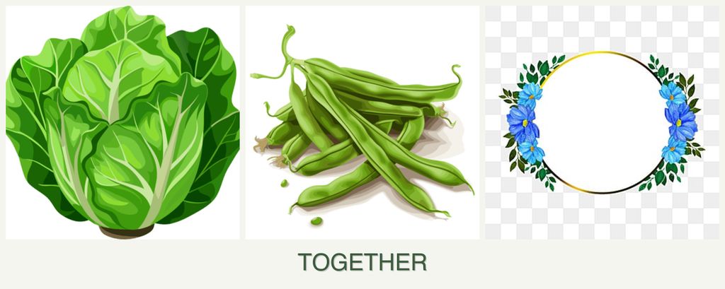Can you plant lettuce, beans and zinnias together?