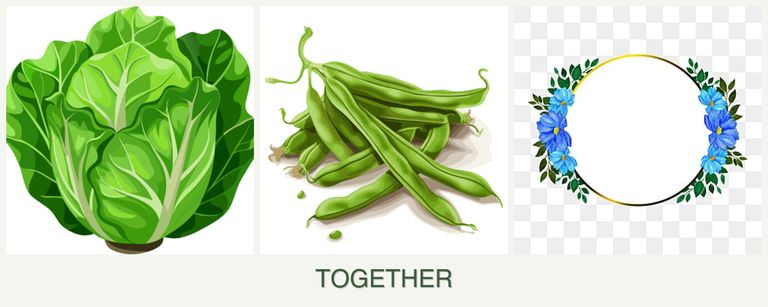 Can you plant lettuce, beans and zinnias together?