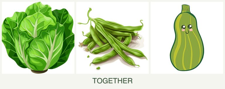 Can you plant lettuce, beans and zucchini together?
