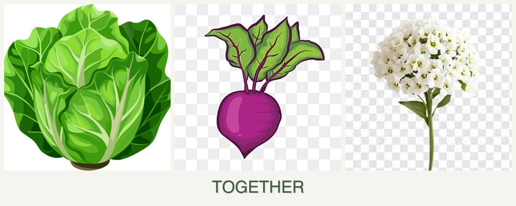 Can you plant lettuce, beets and alyssum together?