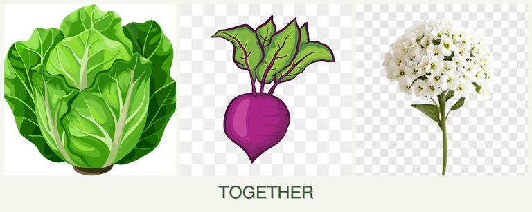 Can you plant lettuce, beets and alyssum together?