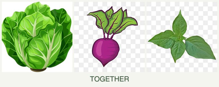Can you plant lettuce, beets and basil together?
