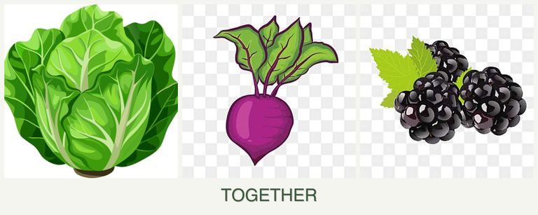 Can you plant lettuce, beets and blackberries together?