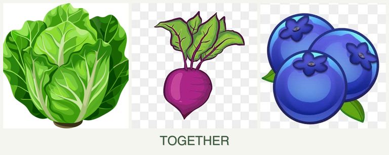Can you plant lettuce, beets and blueberries together?
