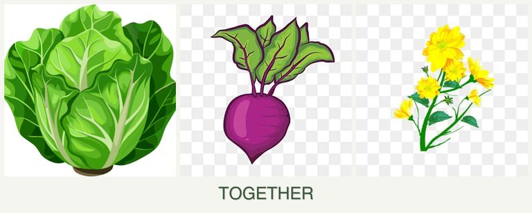 Can you plant lettuce, beets and calendula together?