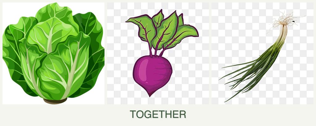 Can you plant lettuce, beets and chives together?