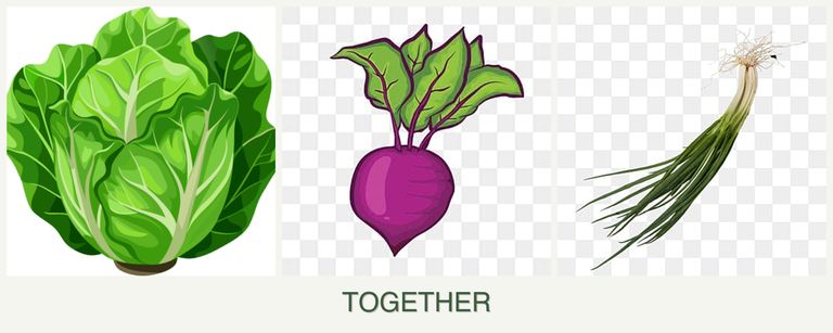 Can you plant lettuce, beets and chives together?