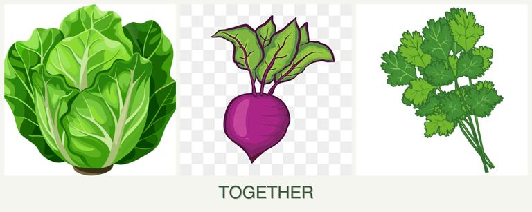 Can you plant lettuce, beets and cilantro together?