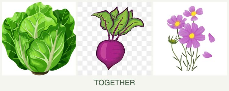 Can you plant lettuce, beets and cosmos together?