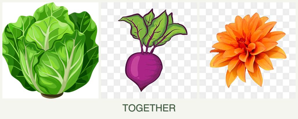 Can you plant lettuce, beets and dahlias together?
